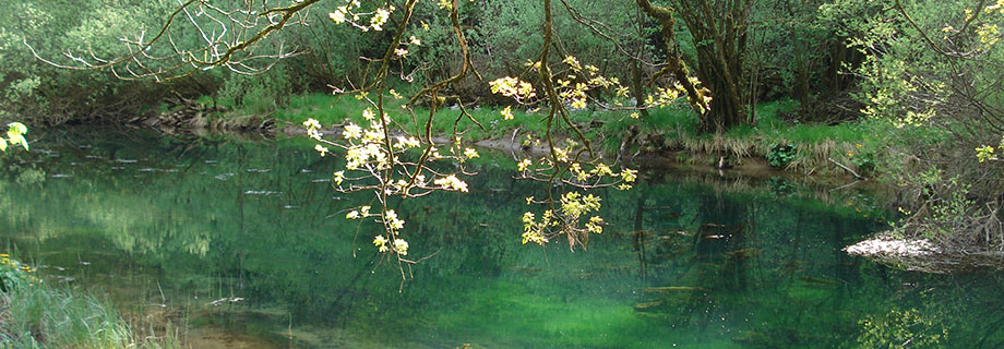 Ribiška družina Ribnica
