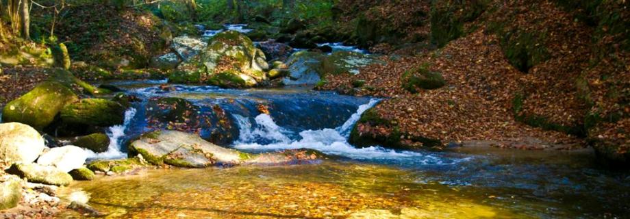 Ribiška družina Slovenska Bistrica