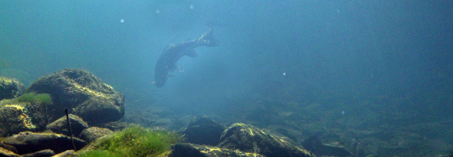 Ribiška družina Koper