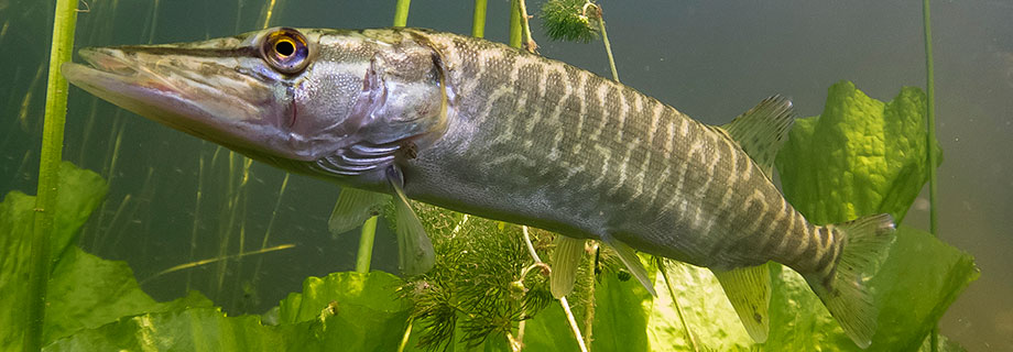 Ribiška družina Cerknica